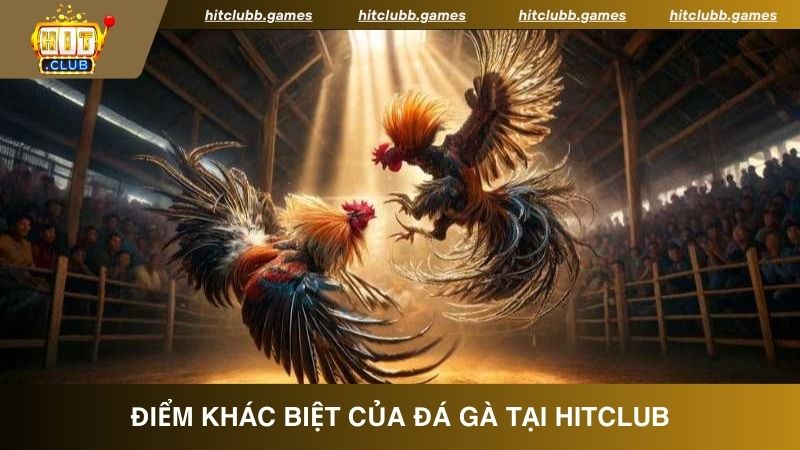 Livestream trực tiếp từ 100% trường gà nổi tiếng trong khu vực